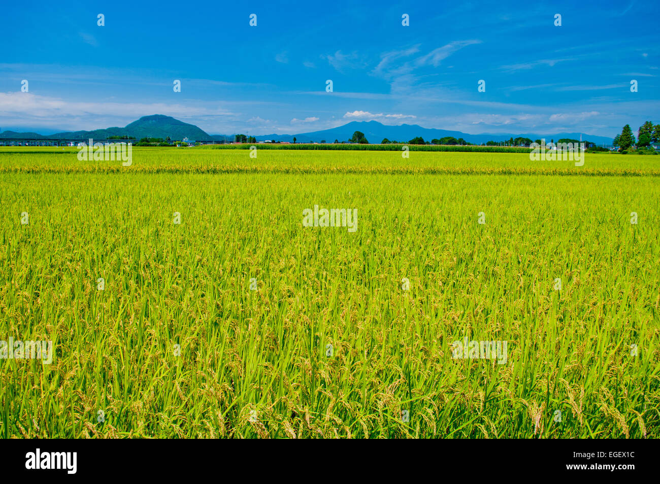Rice Paddy And Sky Stock Photo
