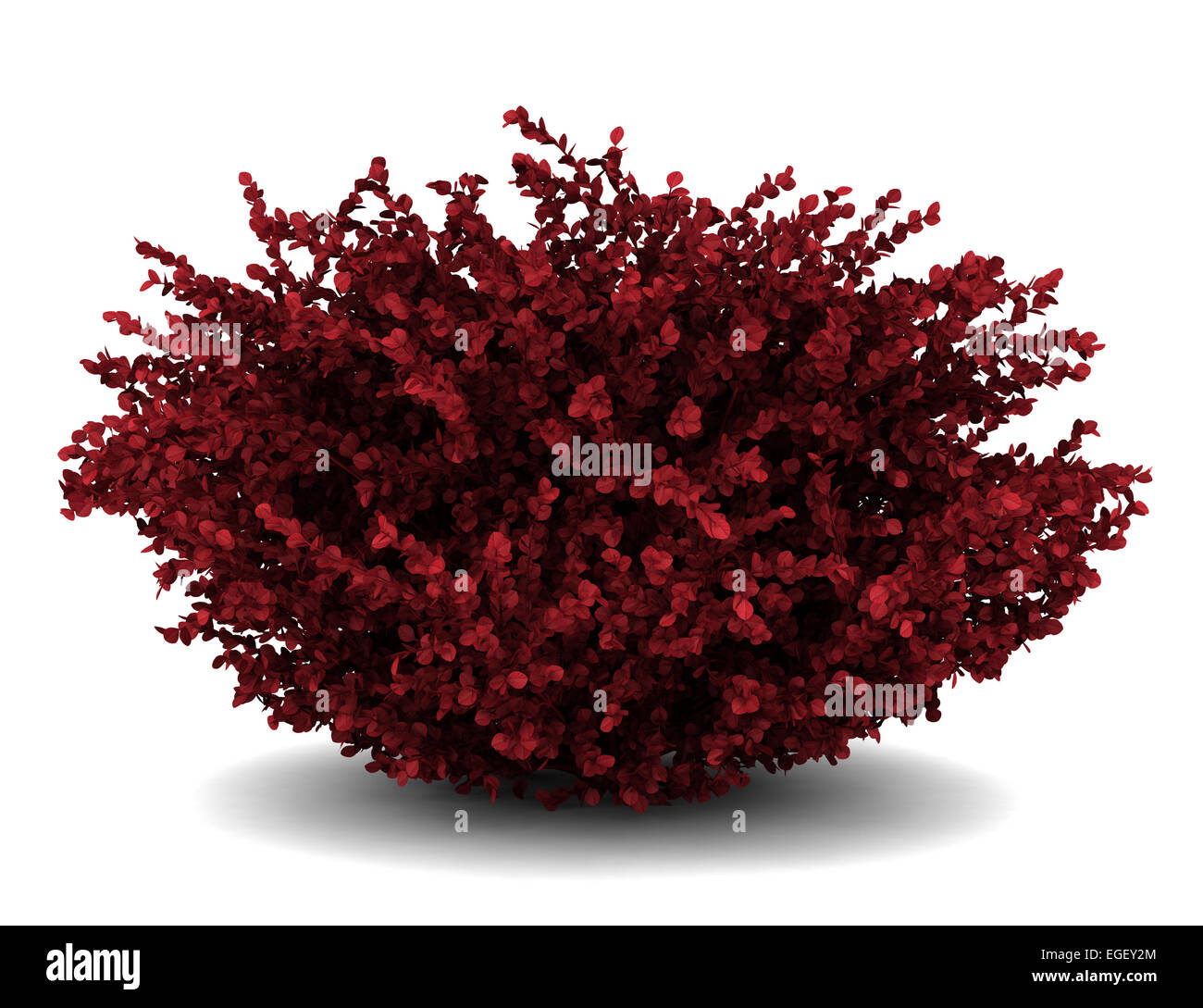 red leaf japanese barberry isolated on white background Stock Photo