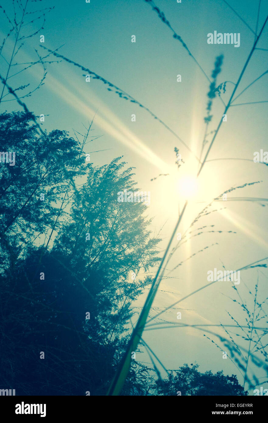 Tall Trees Sunburst High Resolution Stock Photography and Images - Alamy