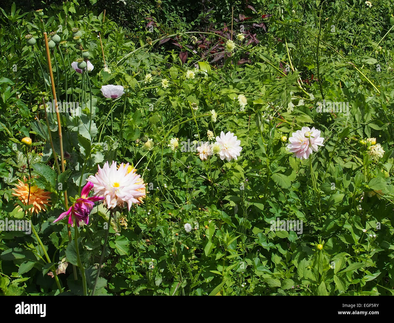 mixed flowering border Stock Photo