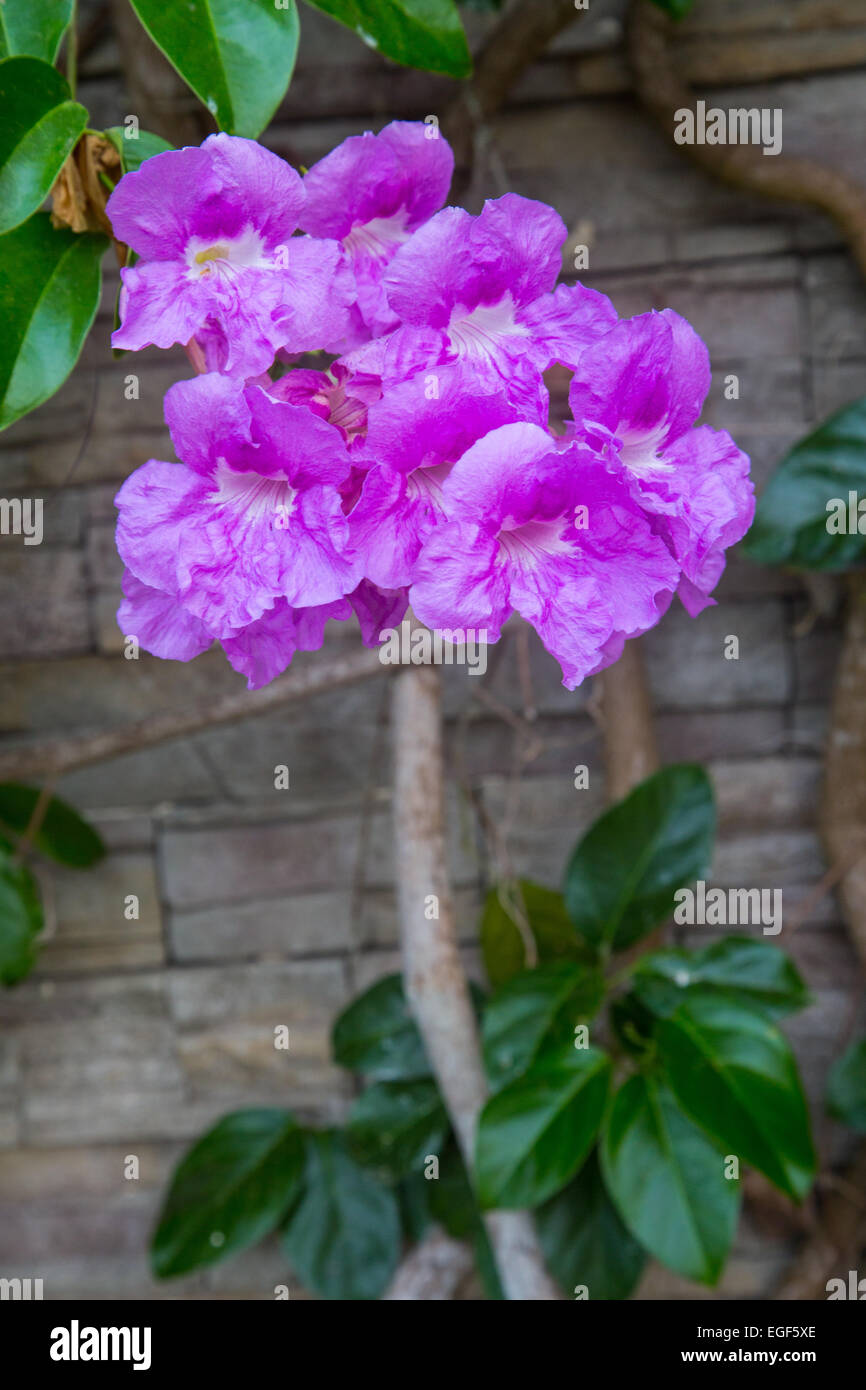 A purple flowering vine on the side of a building in Colombia. Stock Photo