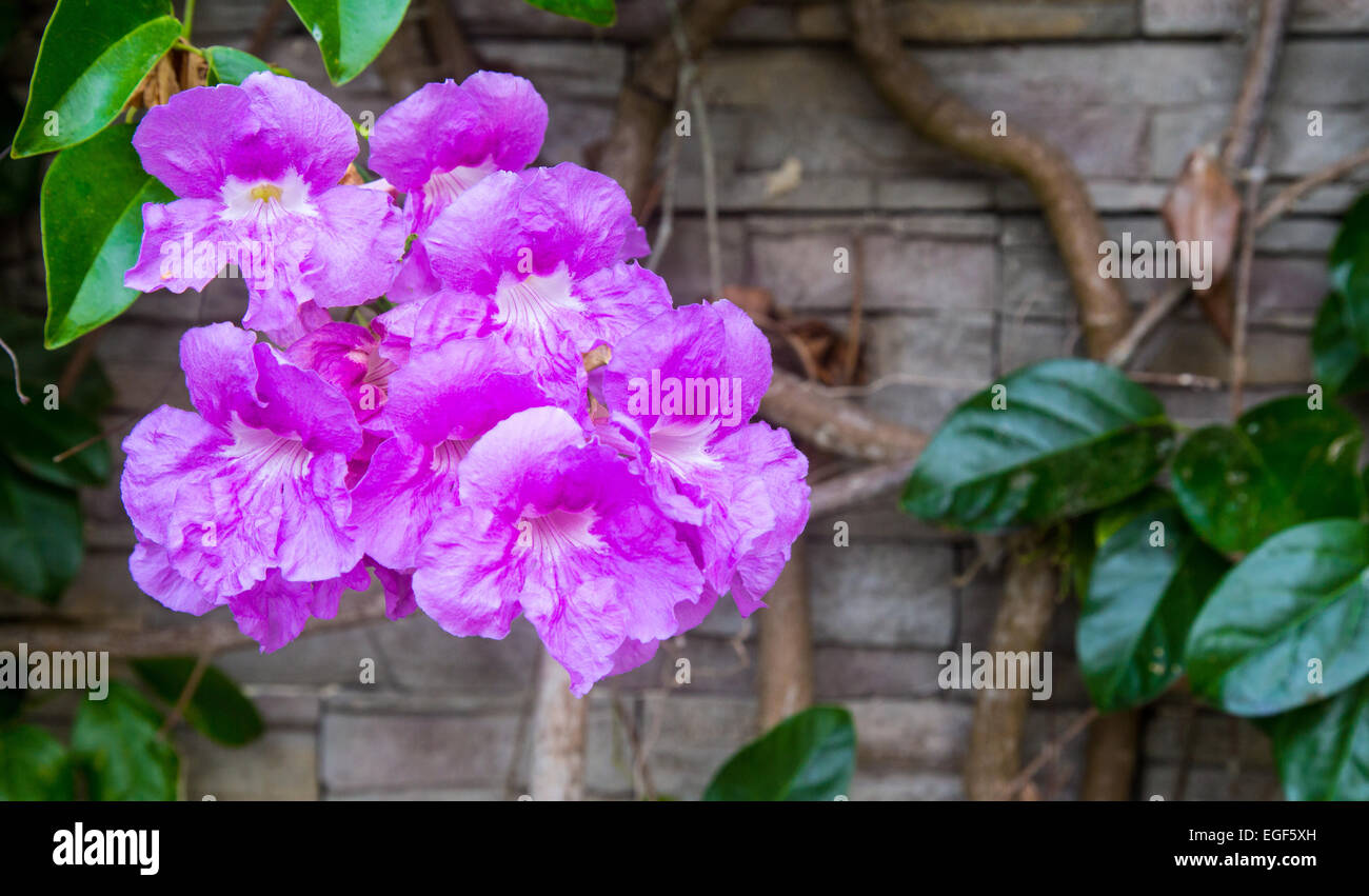 A purple flowering vine on the side of a building in Colombia. Stock Photo