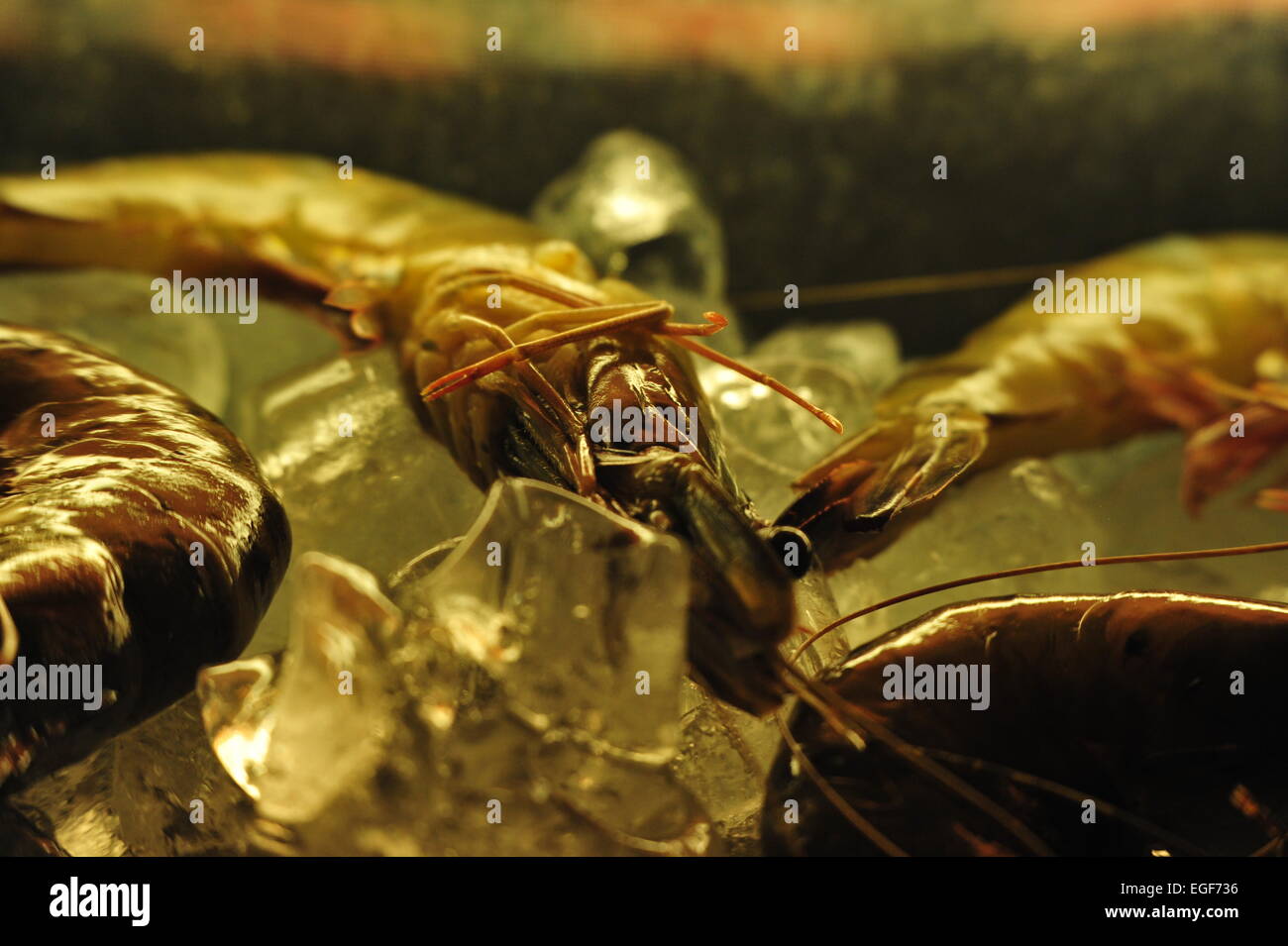 Seafood in a Restaurant, Boracay, Philippines. Stock Photo