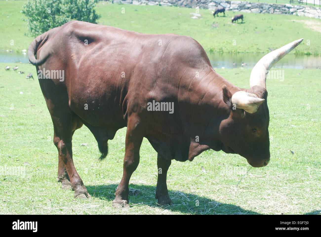 Bull in a pasture Stock Photo - Alamy