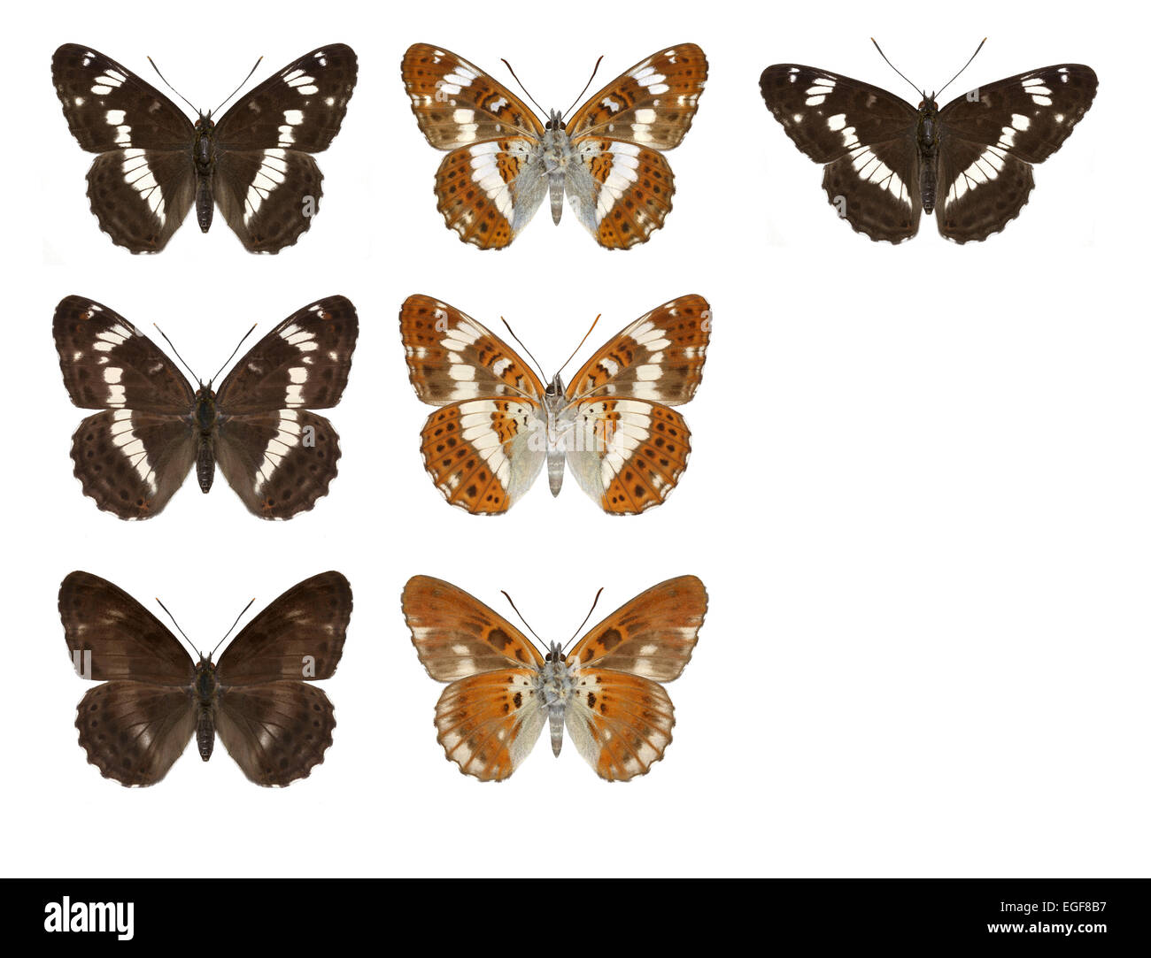 White Admiral - Limenitis camilla Stock Photo