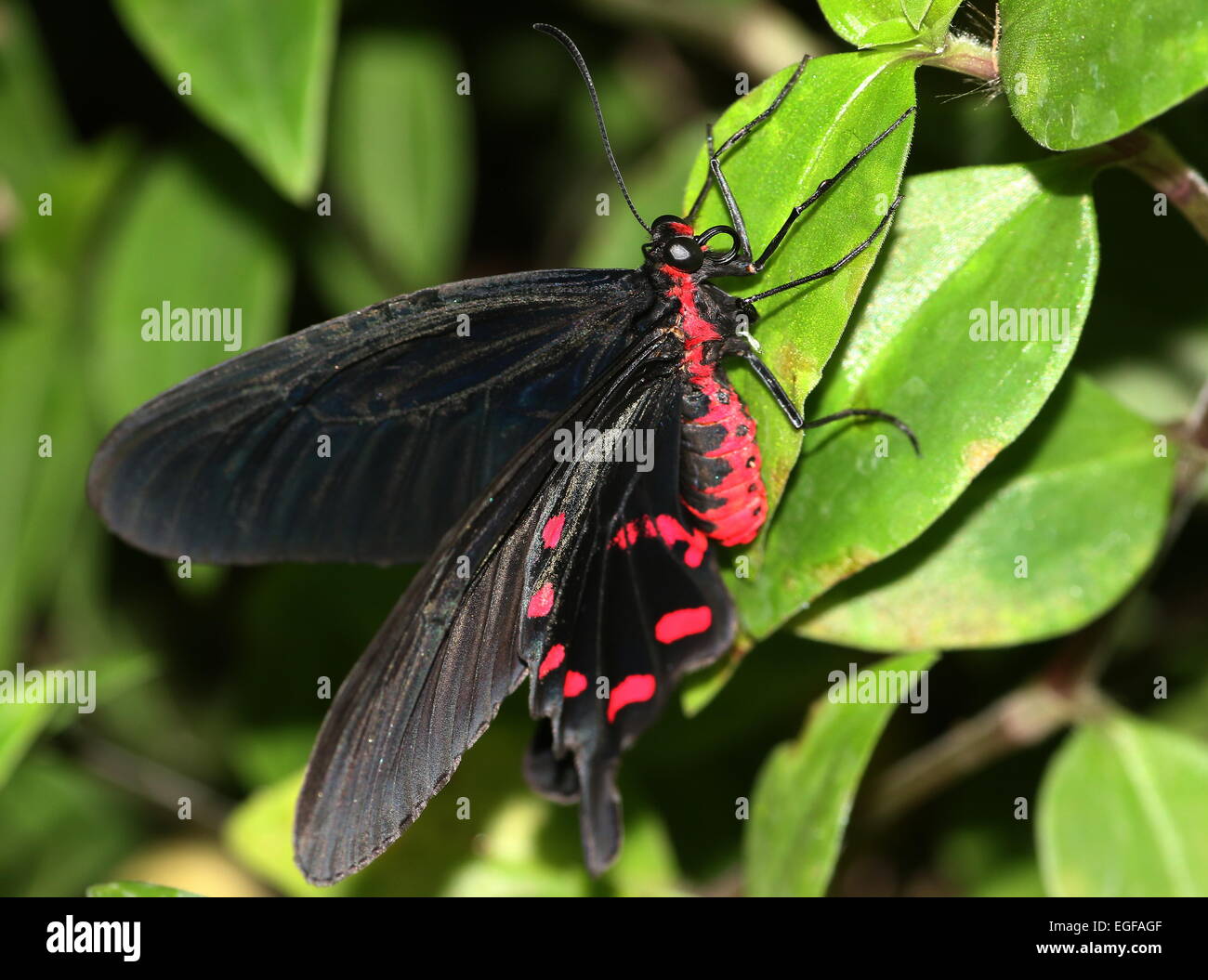 Pink Rose Swallowtail (Pachliopta kotzebuea), native to the Philippines, posing on a leaf, ventral view Stock Photo