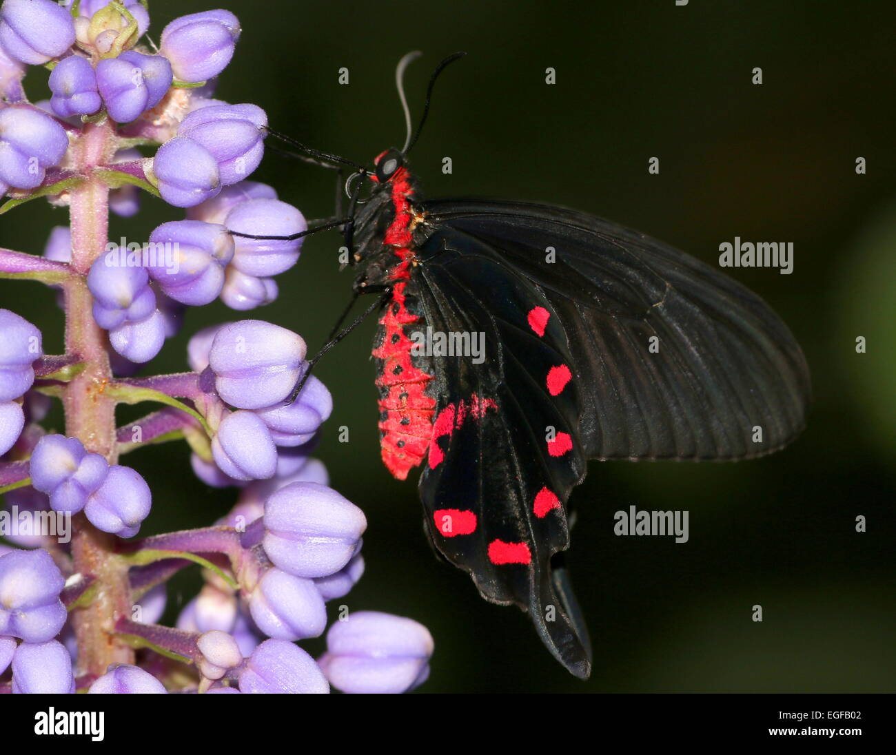 Pink Rose Swallowtail (Pachliopta kotzebuea), native to the Philippines