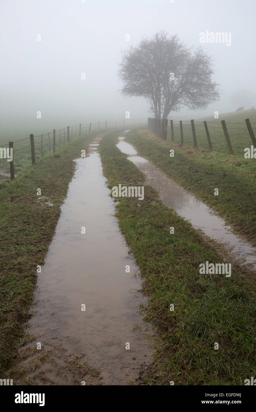 Water-logged track in fog, Gloucestershire, England, United Kingdom, Europe Stock Photo