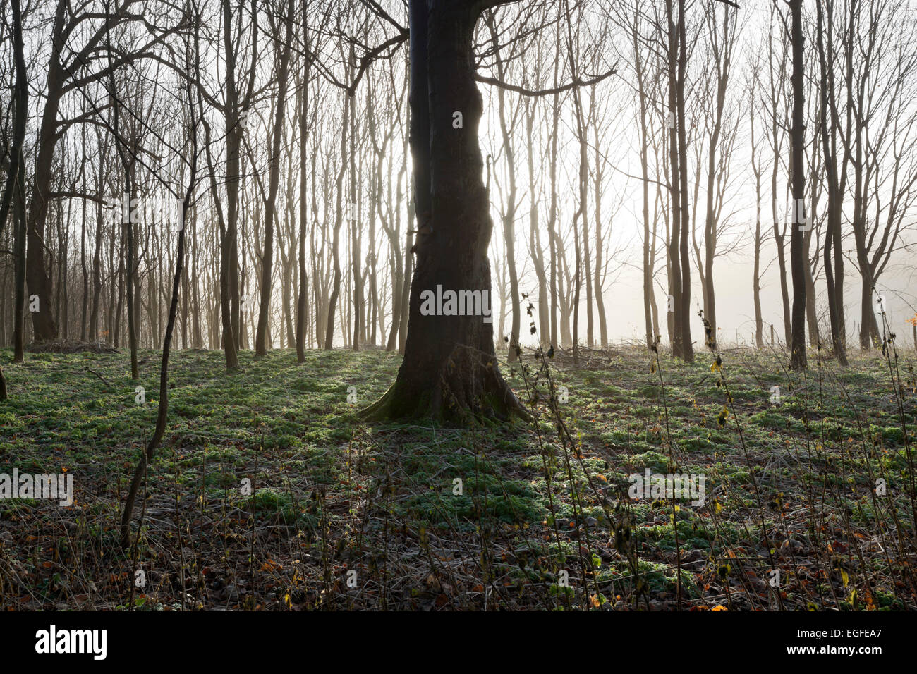 Misty wood in winter, Stow-on-the-Wold, Cotswolds, Gloucestershire, England, United Kingdom, Europe Stock Photo
