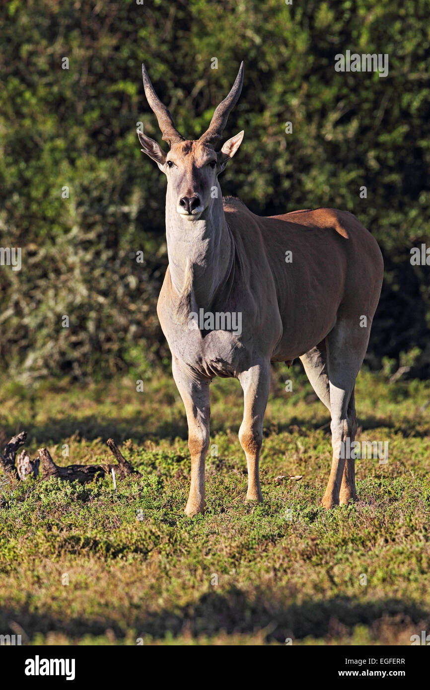 Common Eland (Taurotragus oryx) in the Amakhala Game Reserve, Eastern Cape, South Africa. Stock Photo