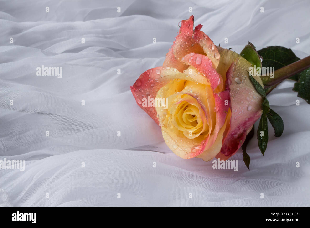 Colorful rose with water drops - white background Stock Photo - Alamy