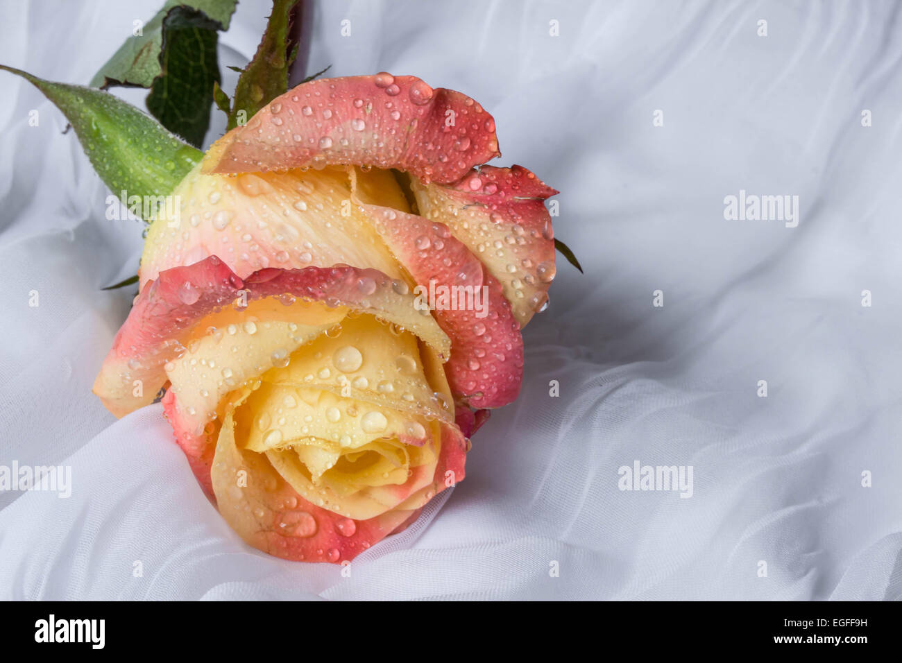 Colorful rose with water drops - white background Stock Photo - Alamy