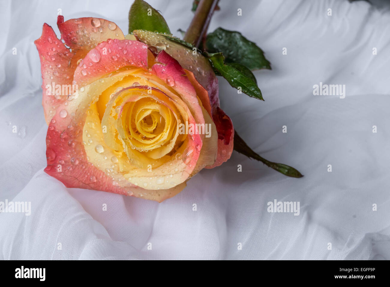 Beautiful yellow rose water drops hi-res stock photography and images -  Page 3 - Alamy, image size:1300x956
