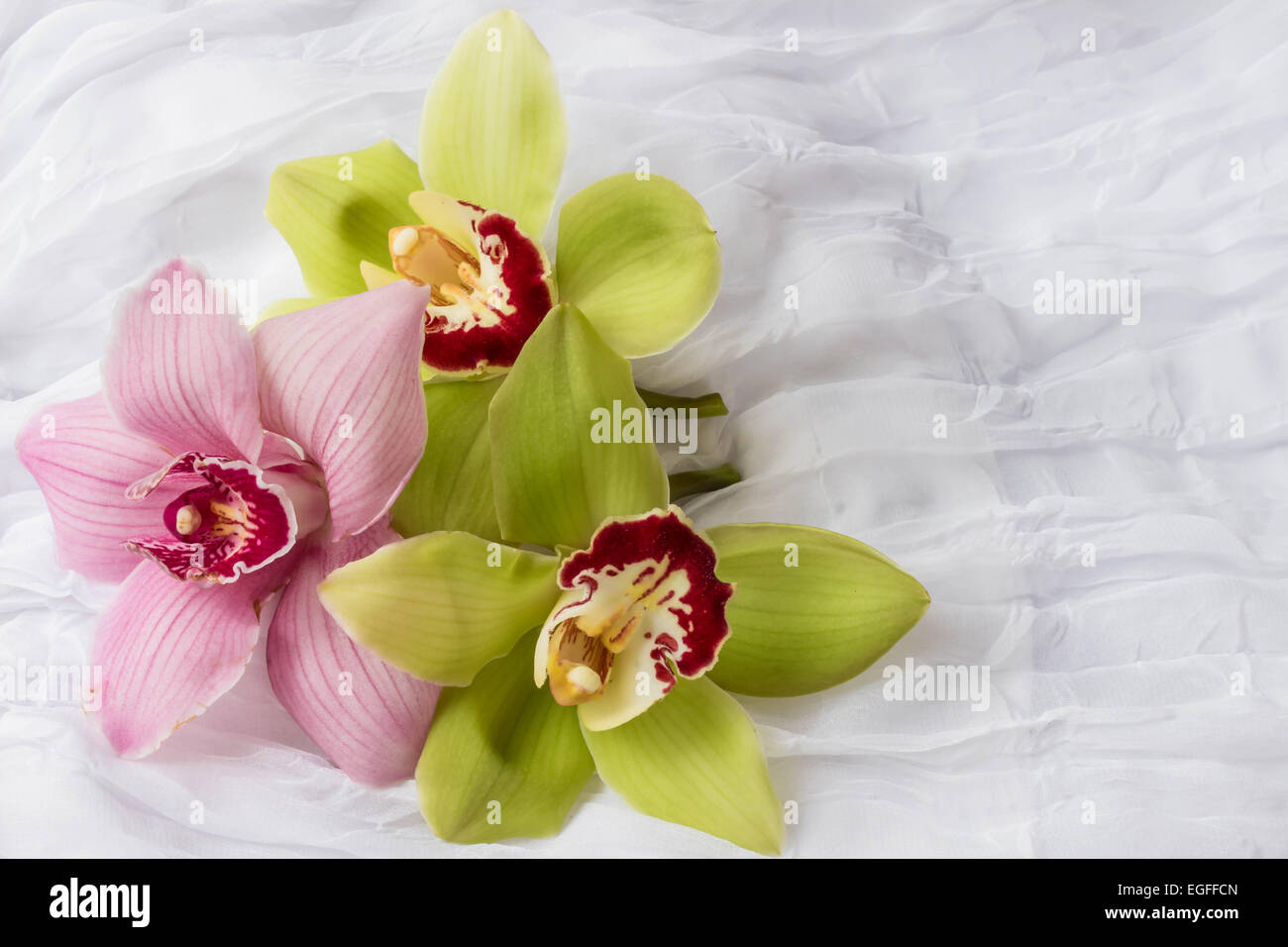 Pink and green orchids - white background Stock Photo