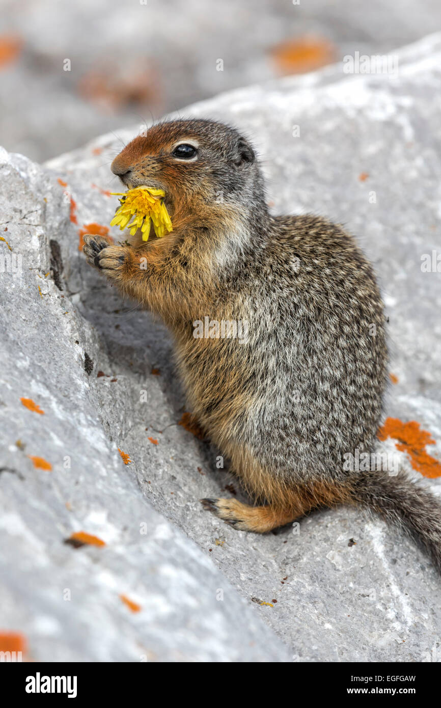 Columbian Ground Squirrel eating dandelion Stock Photo Alamy