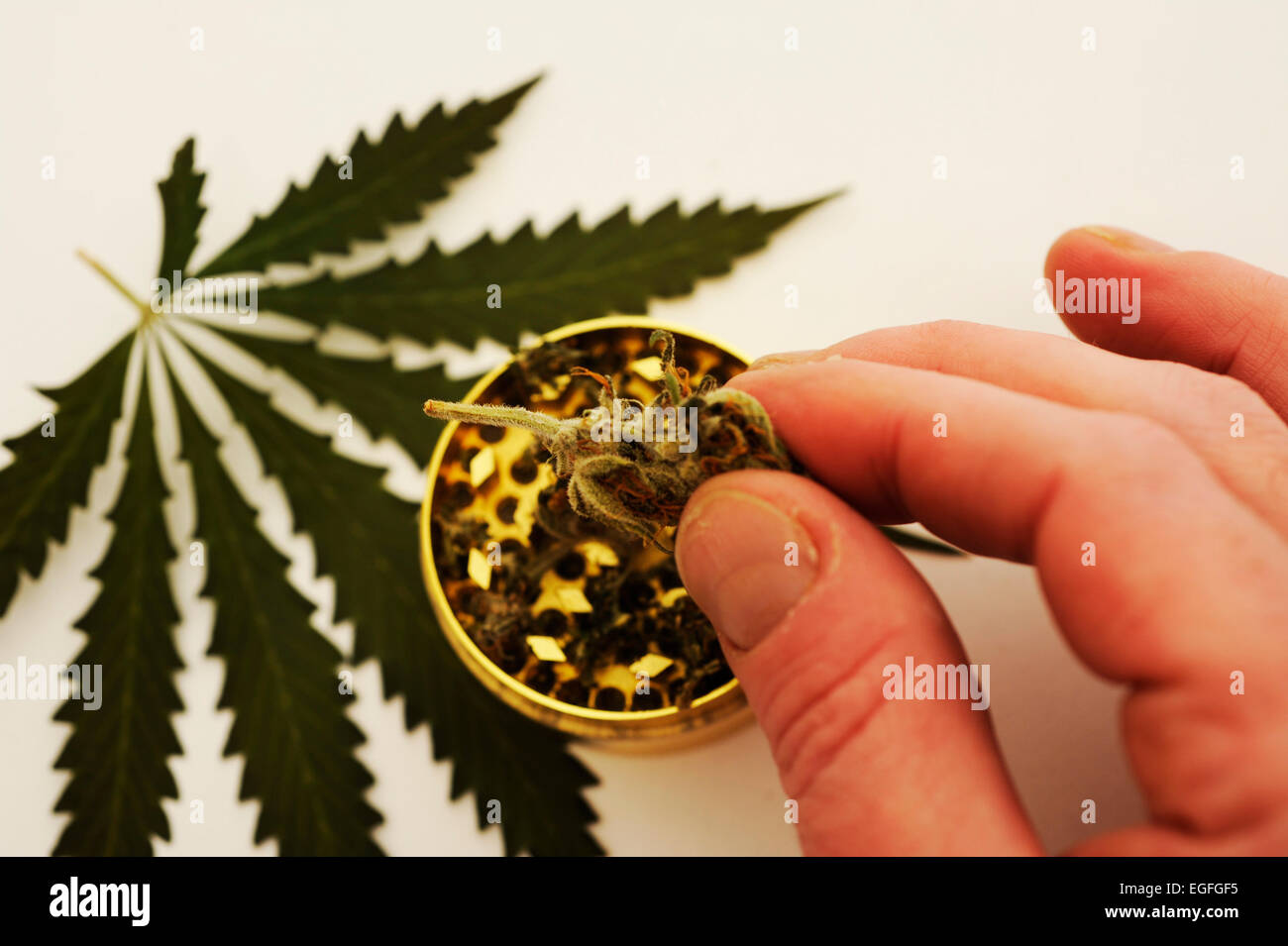 Medicinal Marijuana Stock Photo
