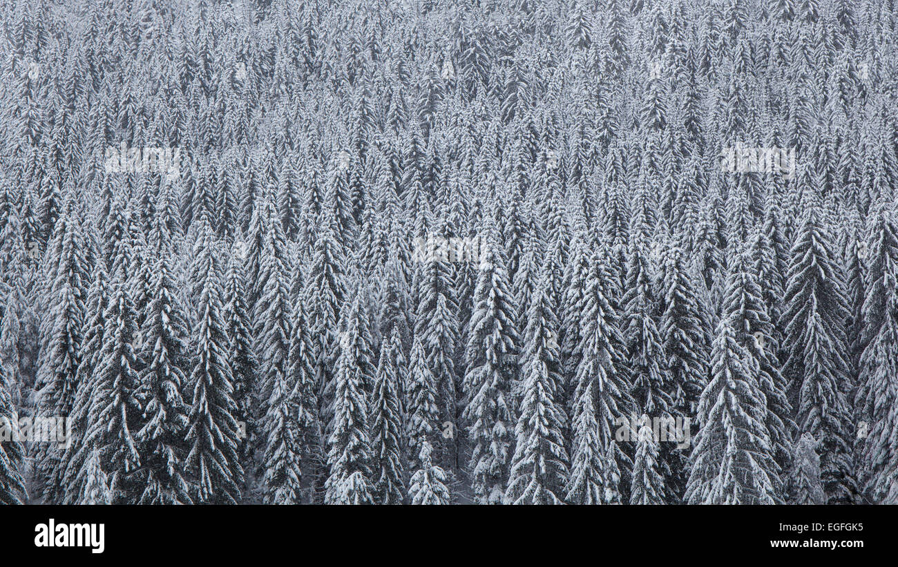 Pine forest covered by snow in a cold winter day Stock Photo - Alamy