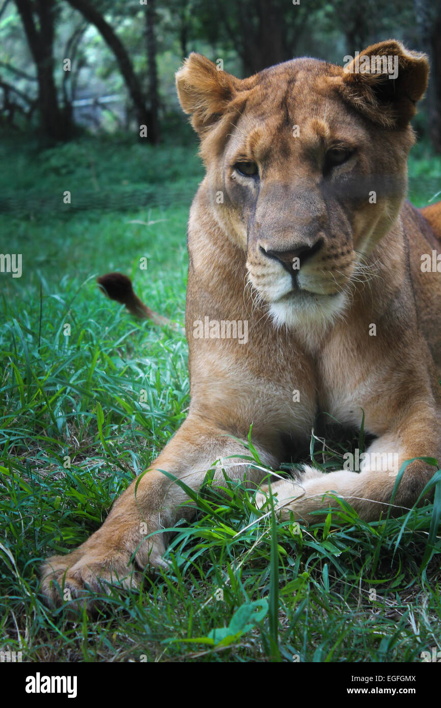 Lion in kenya hi-res stock photography and images - Alamy