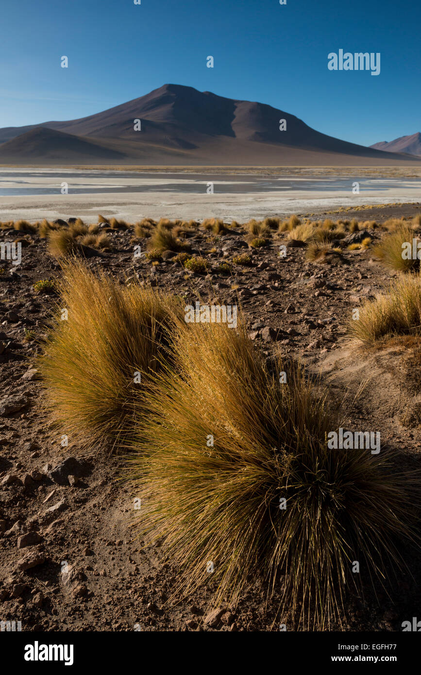 Laguna Polques, Reserva Eduardo Avaroa, Bolivia Stock Photo - Alamy