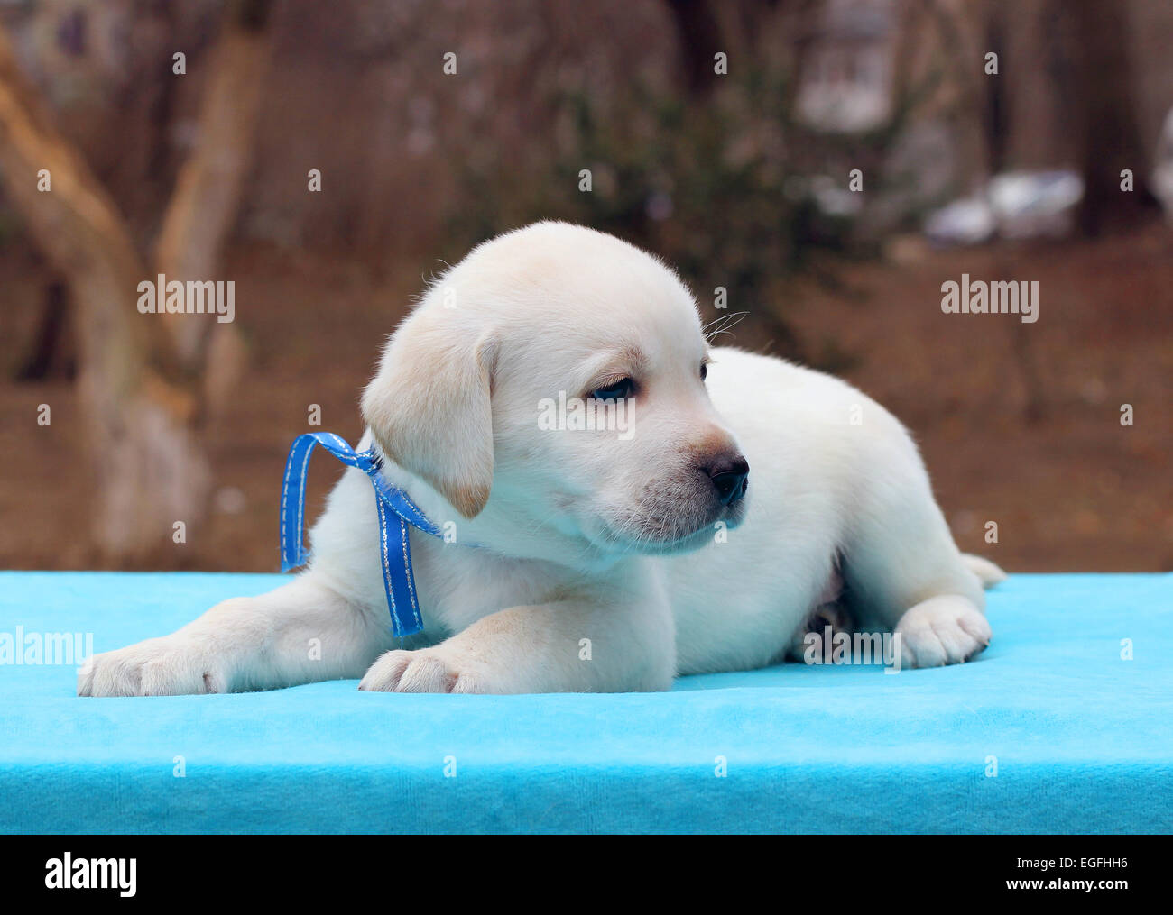 yellow labrador puppy laying on a blue background Stock Photo - Alamy
