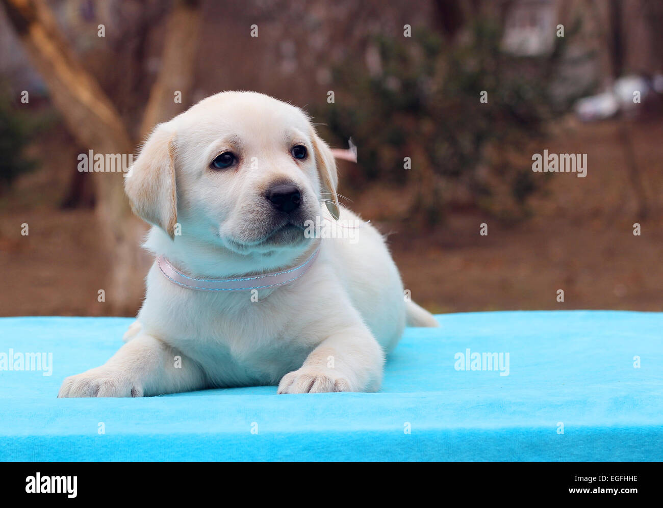 yellow labrador puppy laying on the blue background Stock Photo - Alamy