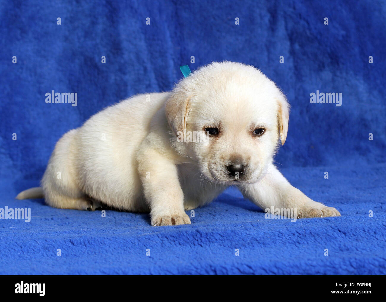 nice yellow labrador puppy laying on the blue background Stock Photo ...