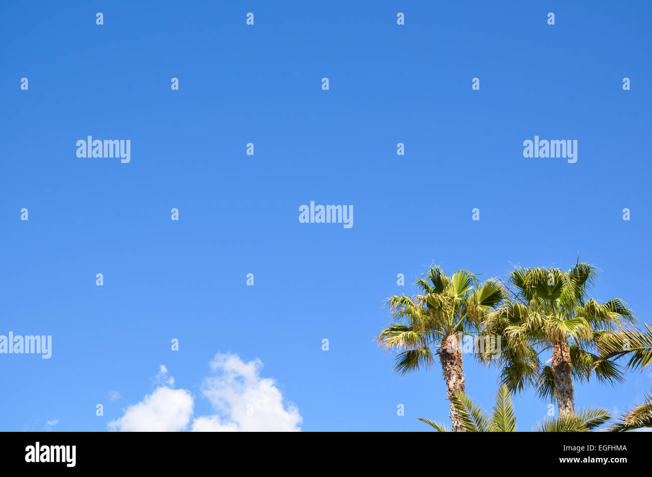 Palm trees at blue sky with a white cloud and copyspace Stock Photo