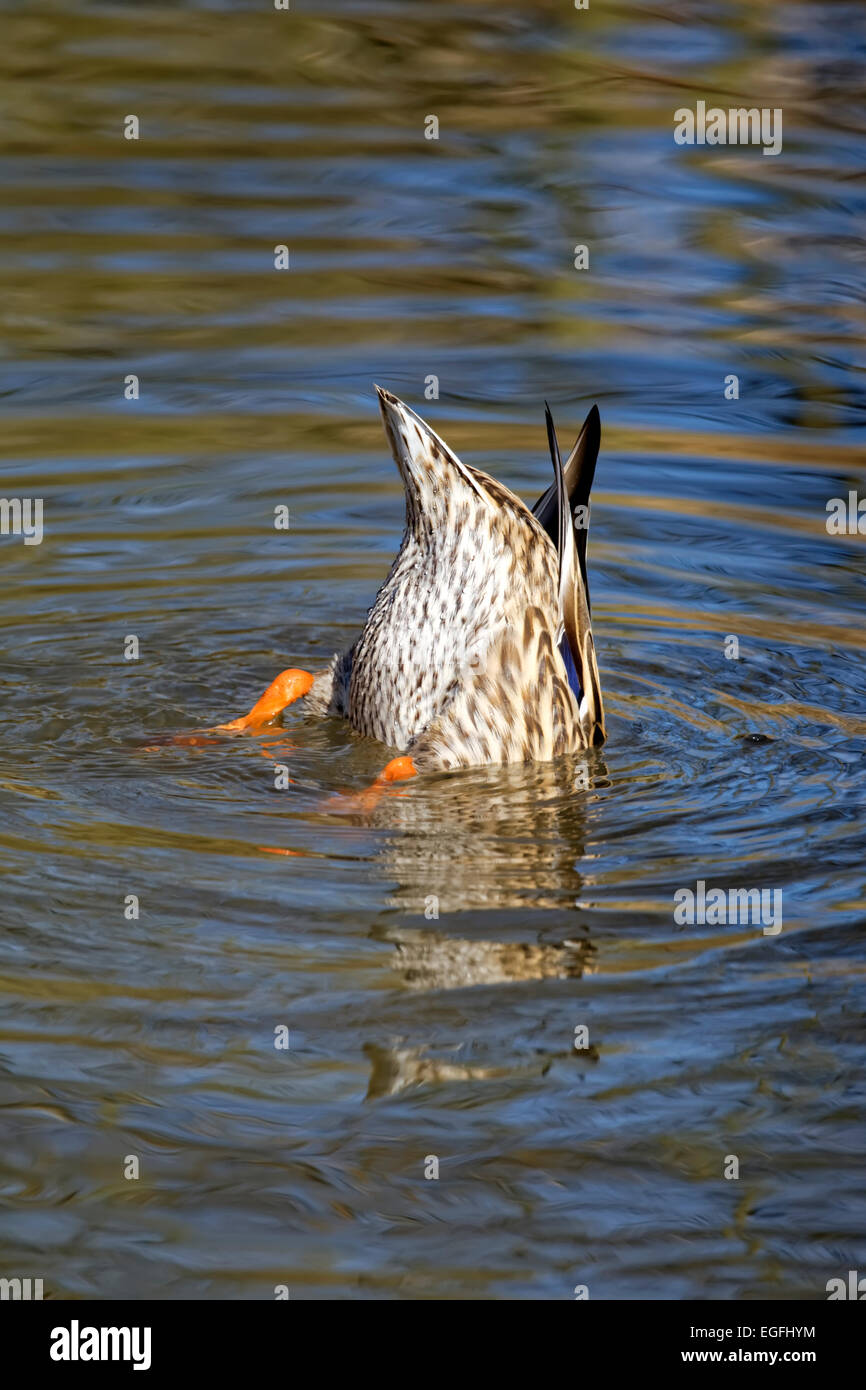 A Female Mallard Duck (Anas platyrhynchos) searching for food at the Slimbridge Wetland Centre, United Kingdom. Stock Photo