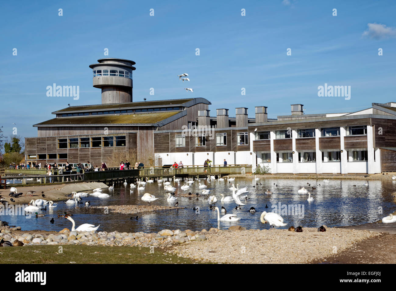 Slimbridge Wetland Centre, Gloucestershire, United Kingdom. Stock Photo