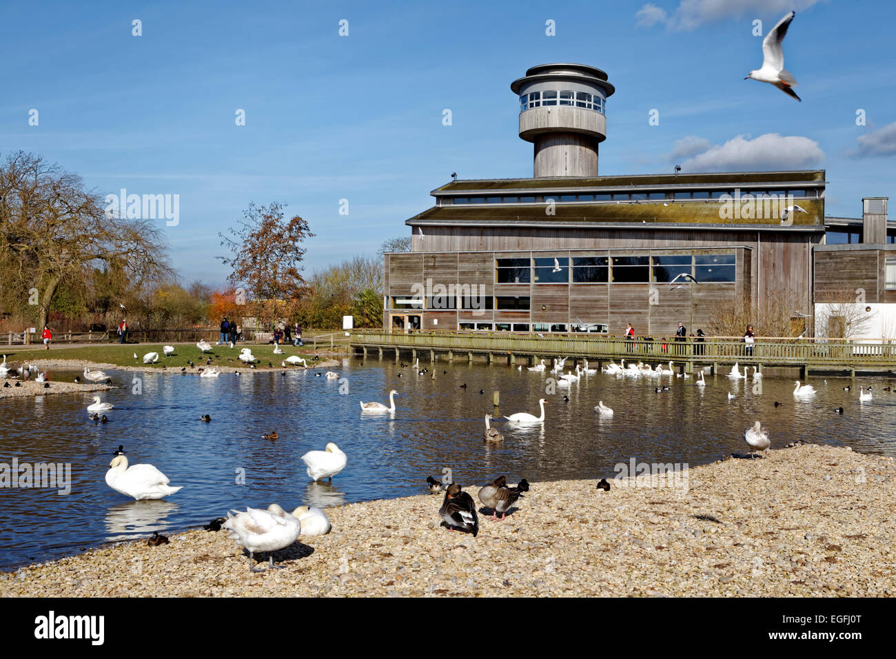 Slimbridge Wetland Centre, Gloucestershire, United Kingdom. Stock Photo