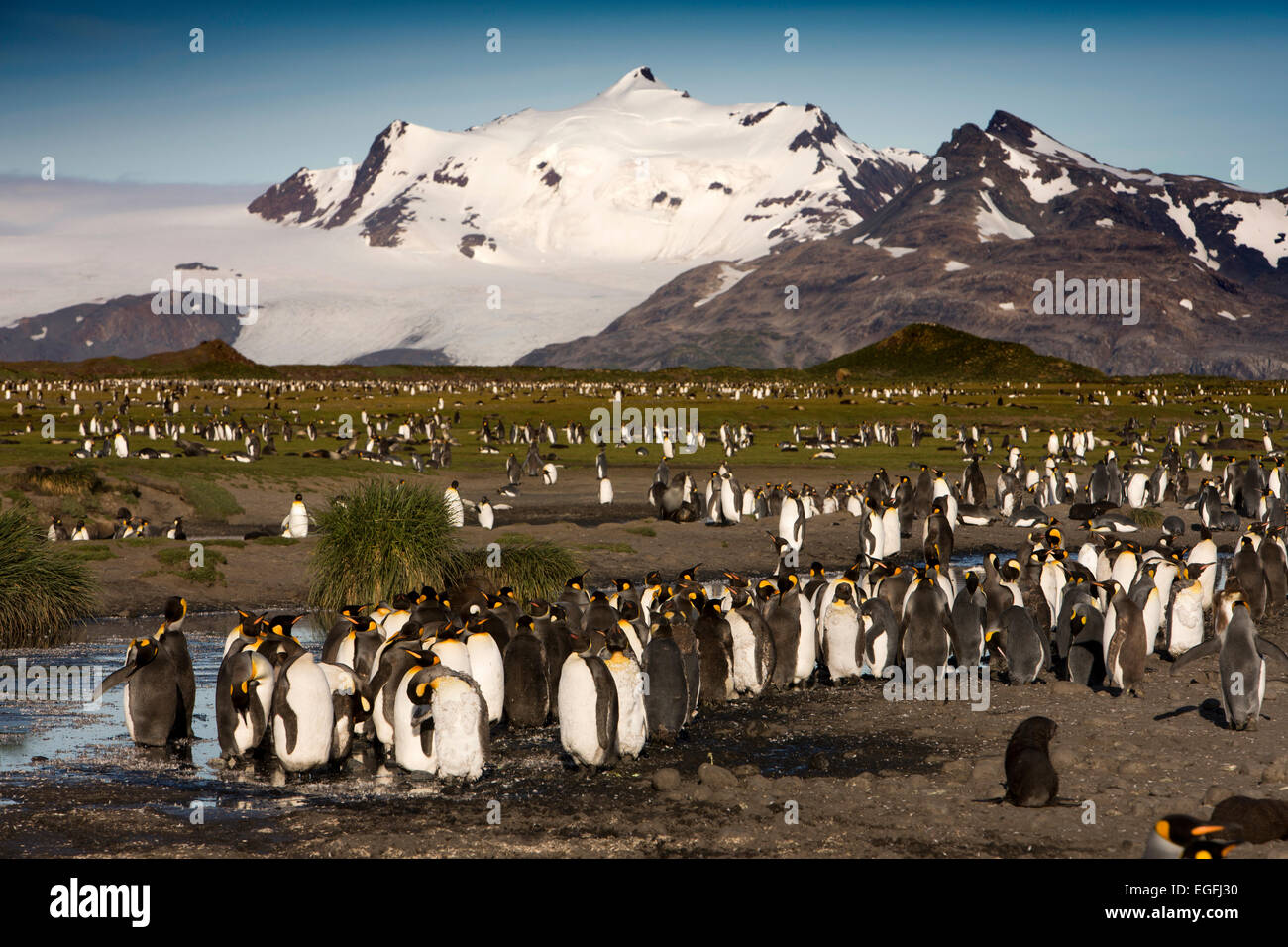 South Atlantic, South Georgia, Bay of Isles, king penguin breeding colony inland Stock Photo