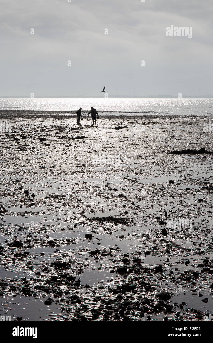 Oyster pickers on beach at Mersea Island, Essex, England Stock Photo