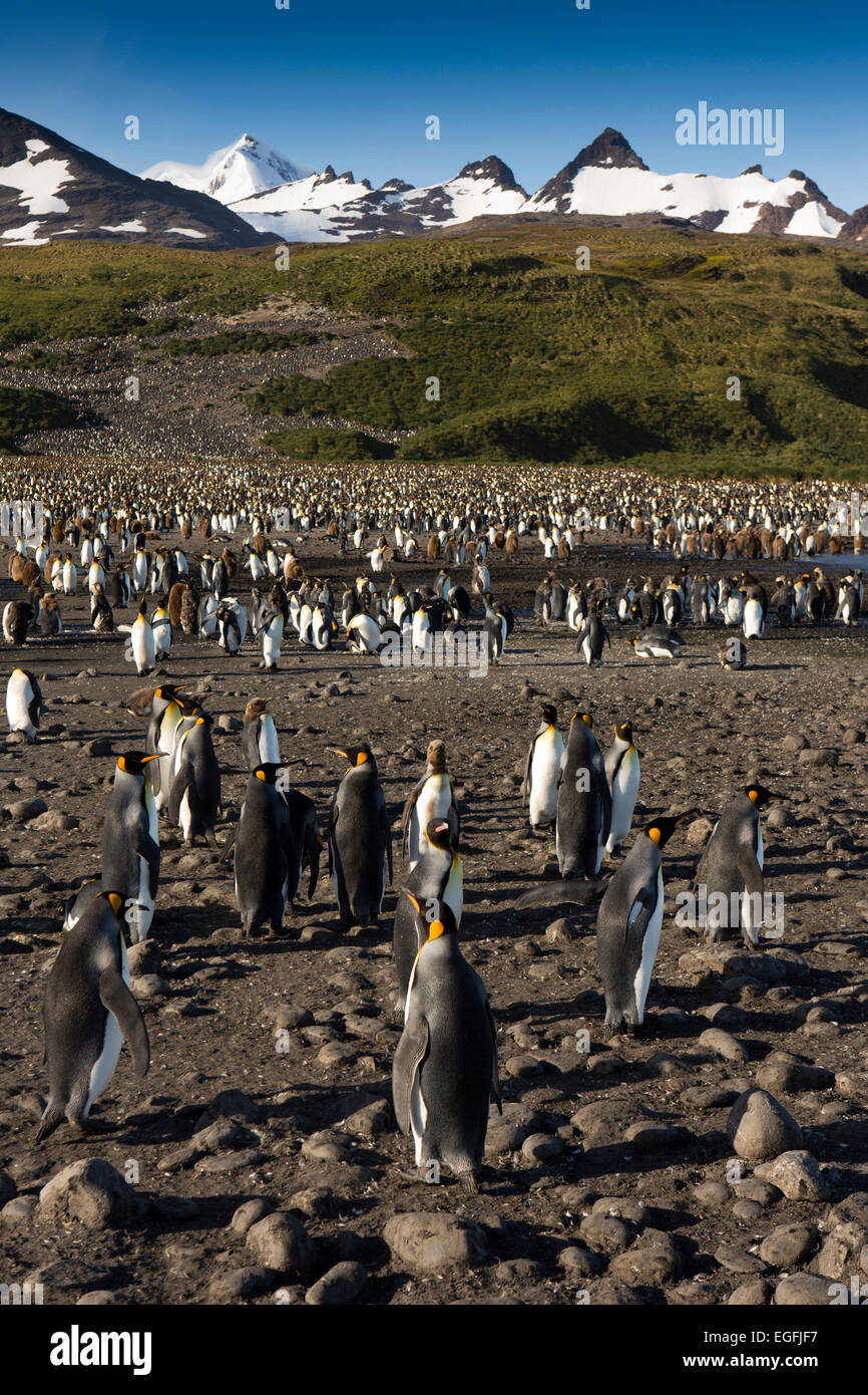 South Atlantic, South Georgia, Bay of Isles, king penguin breeding colony Stock Photo