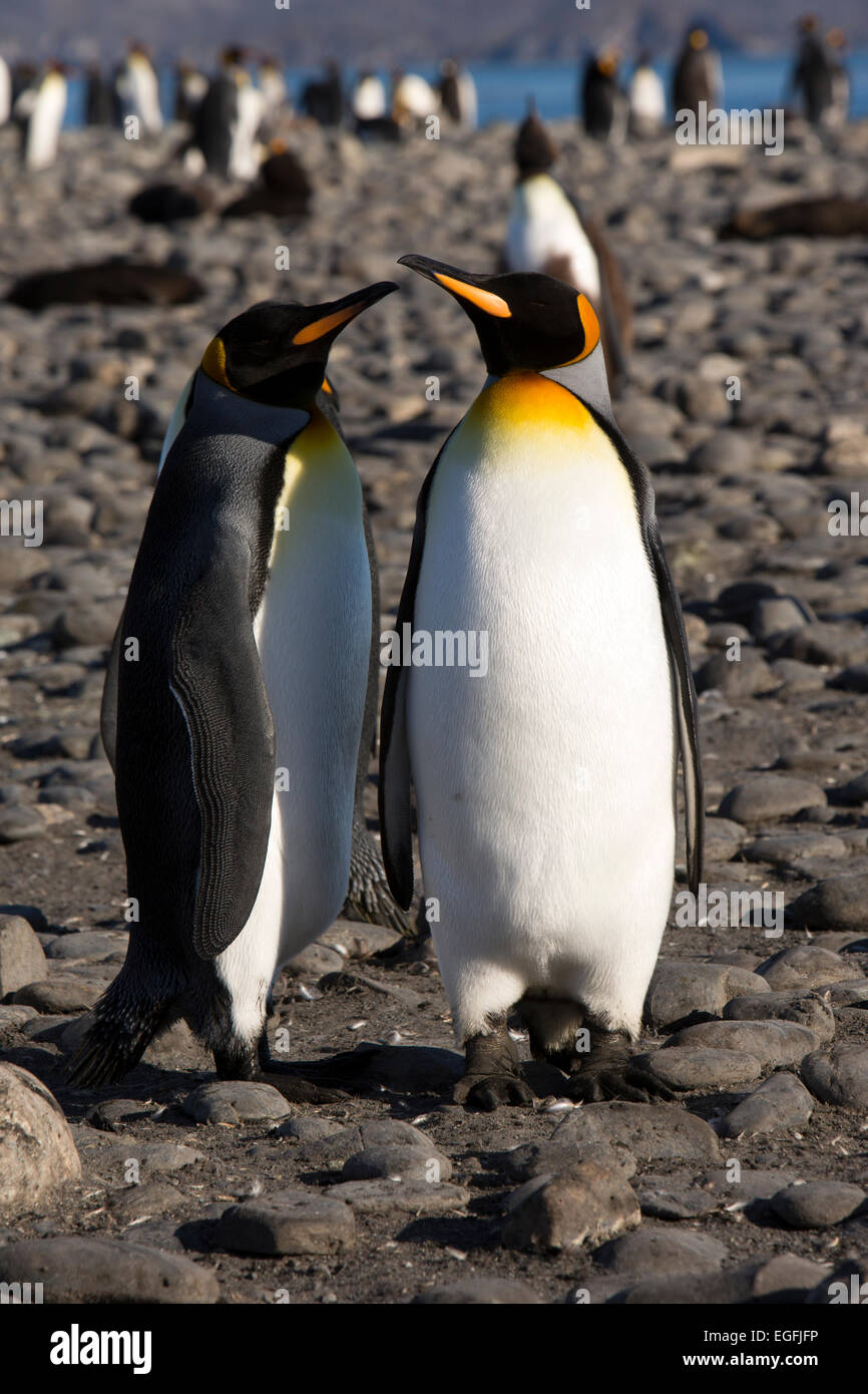 South Atlantic, South Georgia, Salisbury Plain, king penguins on beach Stock Photo