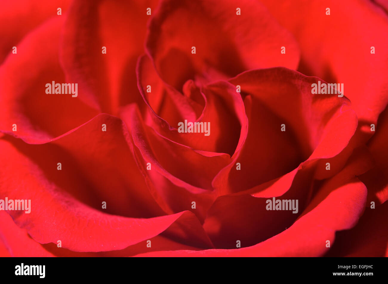 Close up of a red rose Stock Photo - Alamy