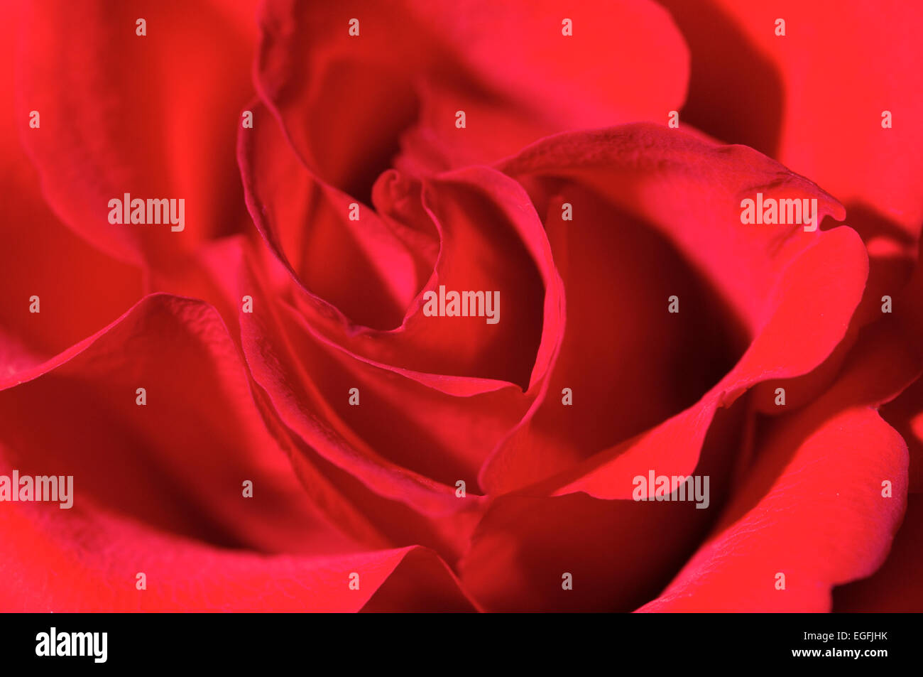 Close up of a red rose Stock Photo