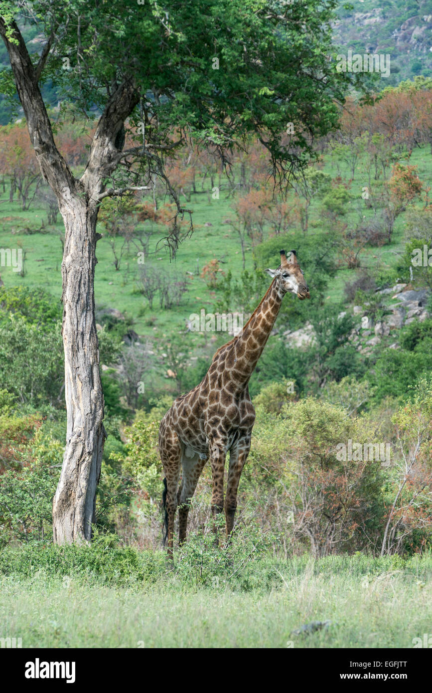 South African giraffe (Giraffa camelopardarlis giraffa) standing under a tree, Kruger National Park, South Africa Stock Photo