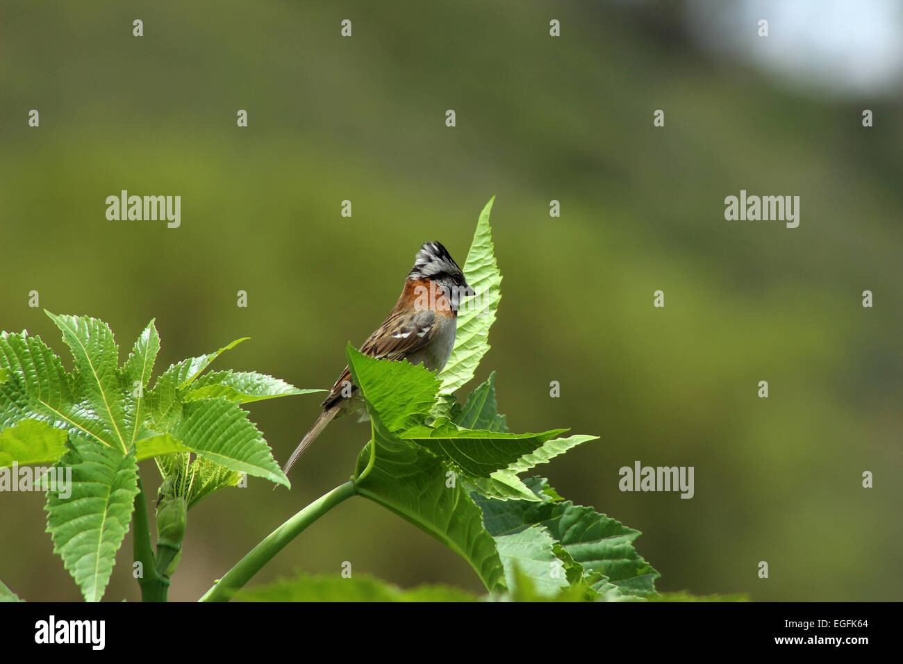 A Rufous Collared Sparrow perched on the branch of a tree in Cotacachi, Ecuador Stock Photo