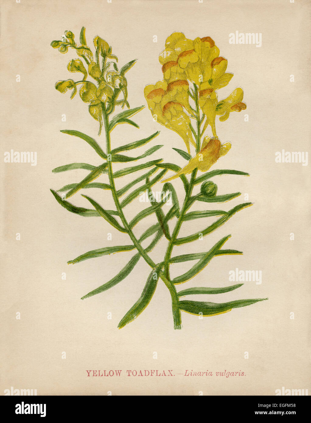 Yellow Toadflax (Linaria vulgaris) Common Toadflax, or Butter-and-eggs chromolithograph Artist: Anne Pratt “Wild Flowers”1852 Stock Photo