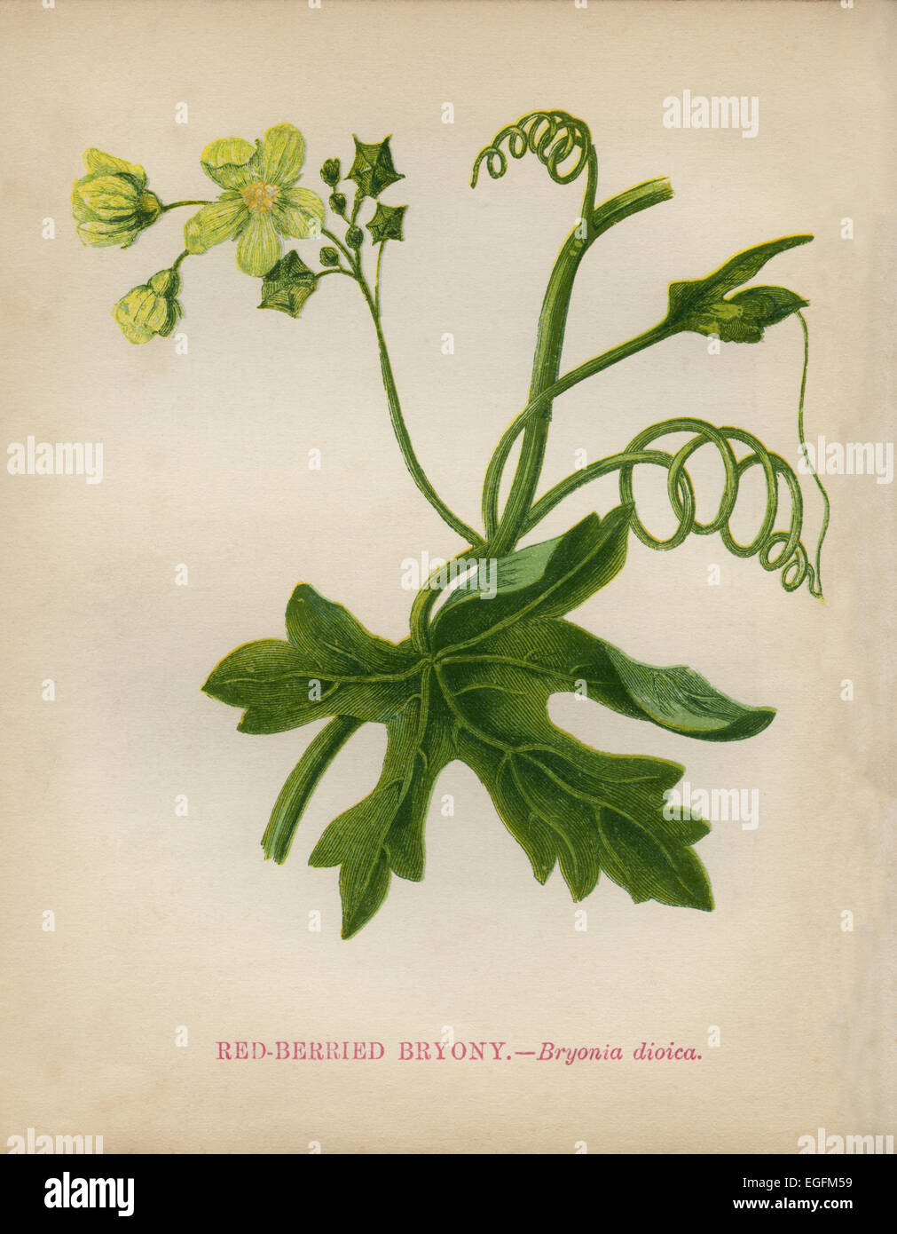 Red-berried Bryony (Bryonia dioica)(Common Toadflax, Yellow Toadflax, or Butter-and-eggs) chromolithograph Artist: Anne Pratt “Wild Flowers”1852 Stock Photo