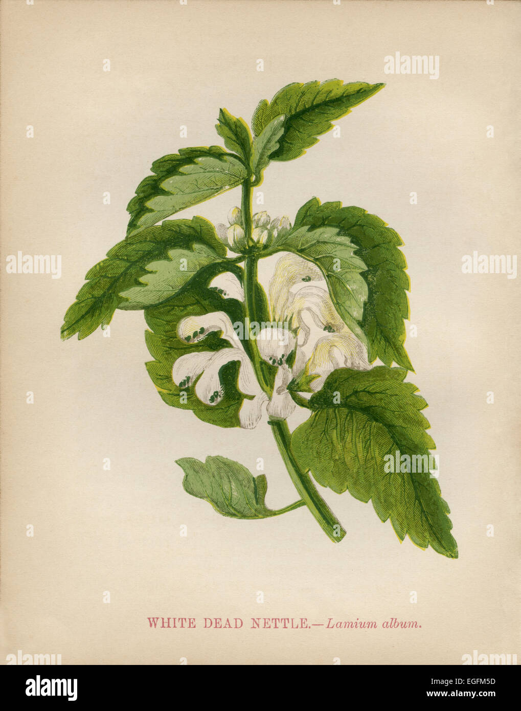White Dead Nettle (Lamium album) chromolithograph Artist: Anne Pratt “Wild Flowers”1852 Stock Photo