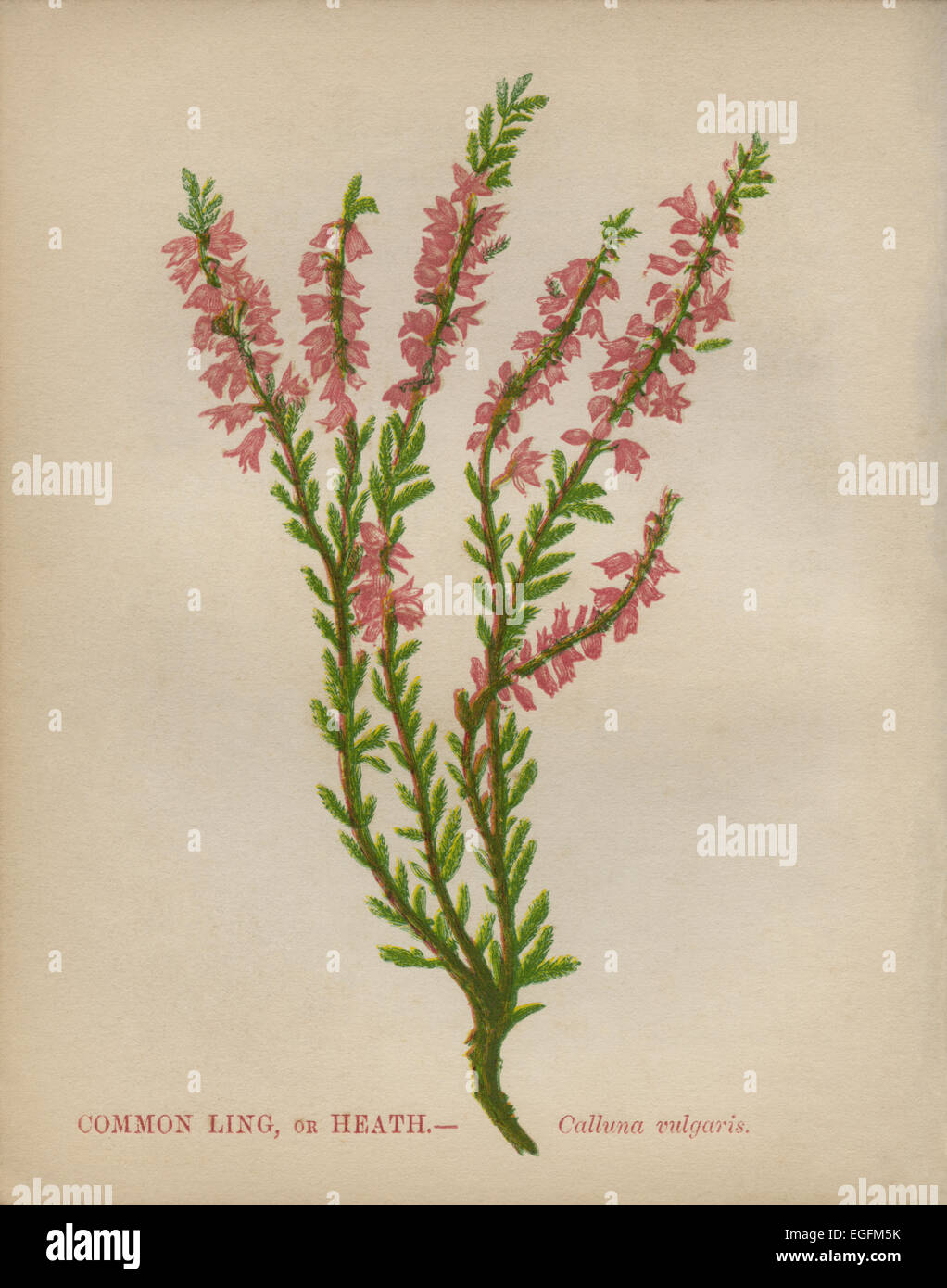 Common Ling (Calluna vulgaris) chromolithograph Artist: Anne Pratt “Wild Flowers”1852 Stock Photo