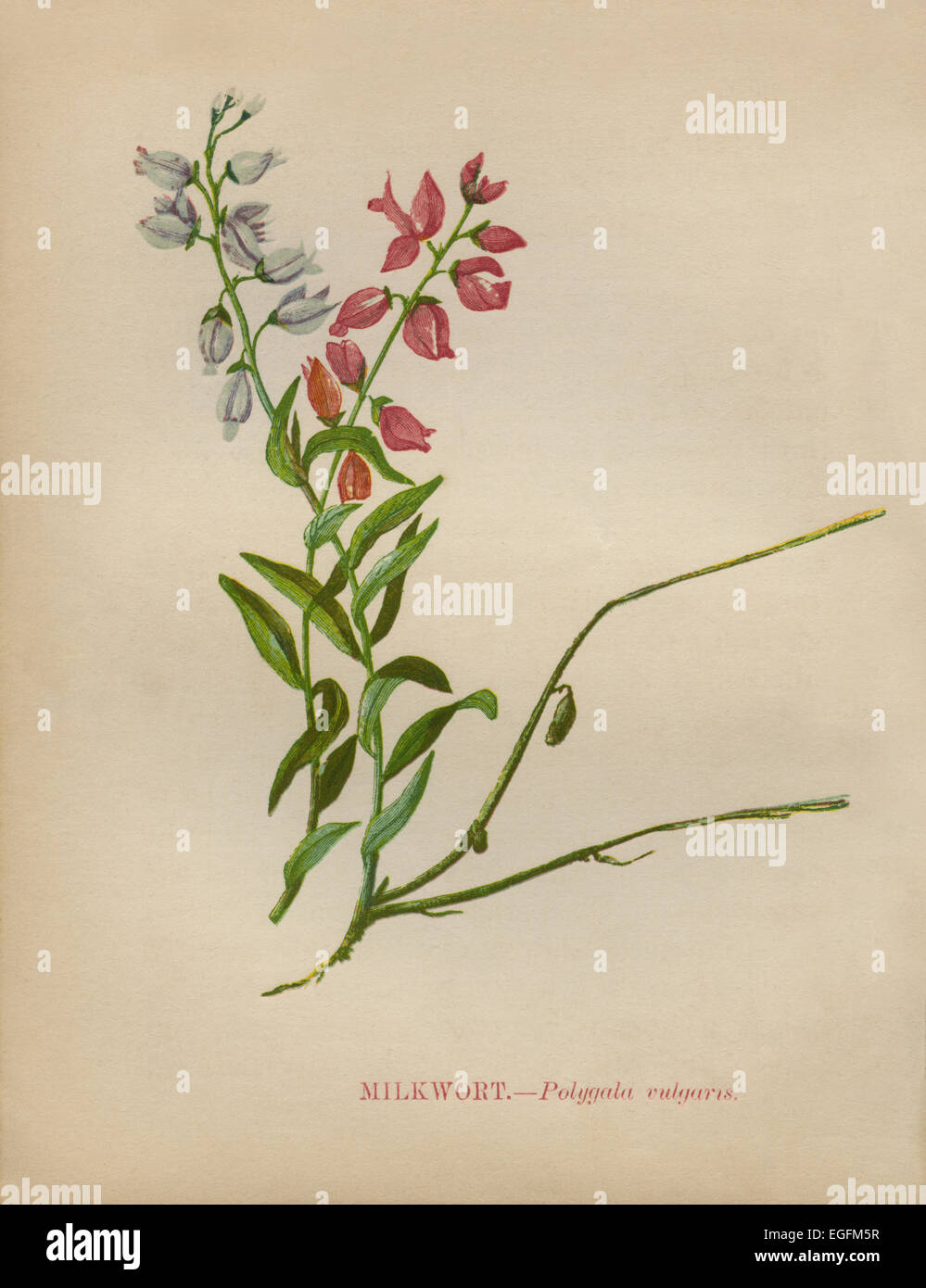 Milkwort (Polygala vulgaris) chromolithograph Artist Anne Pratt “Wild