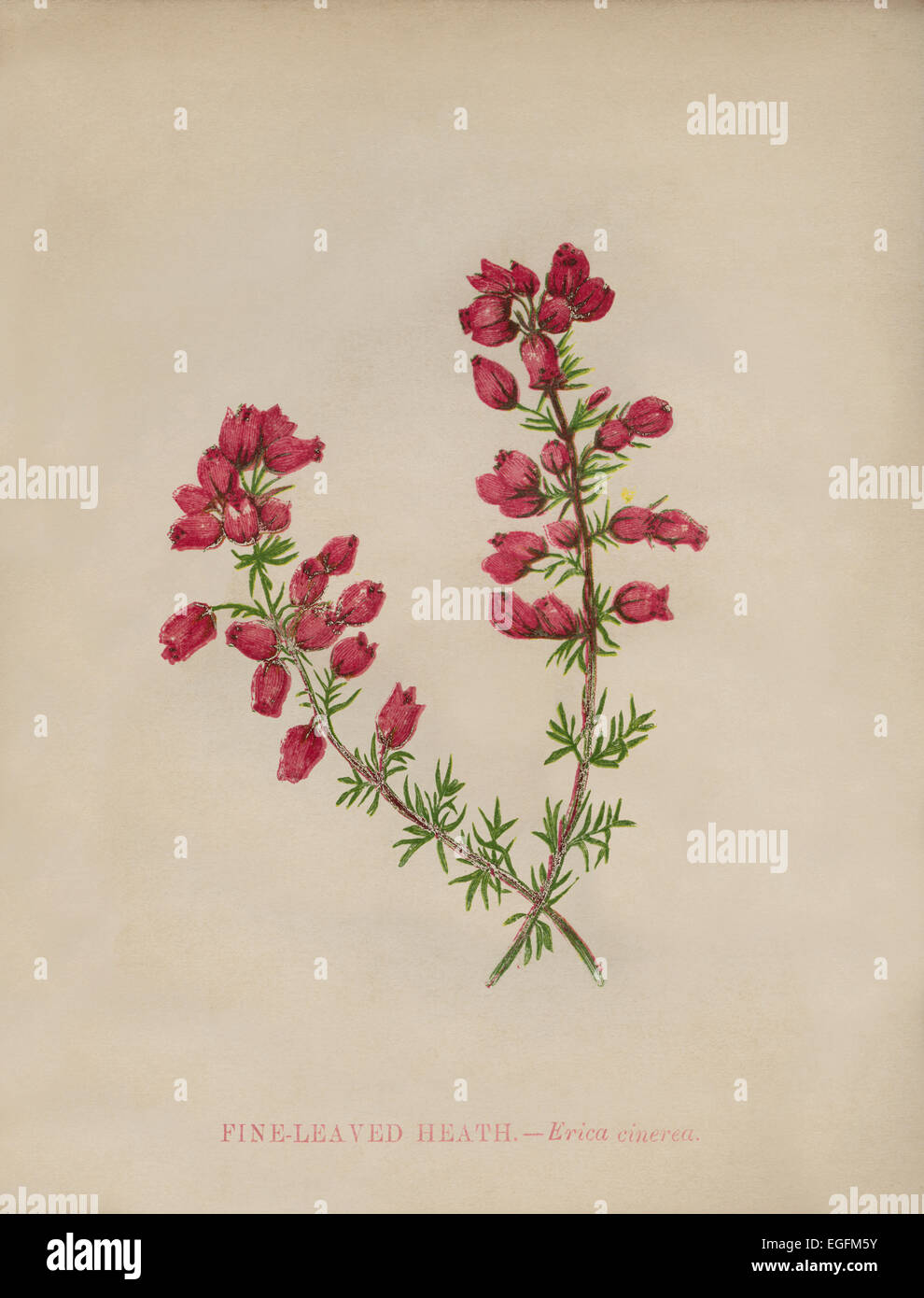 Fine-leaved Heather (Erica cinerea) chromolithograph Artist: Anne Pratt “Wild Flowers”1852 Stock Photo