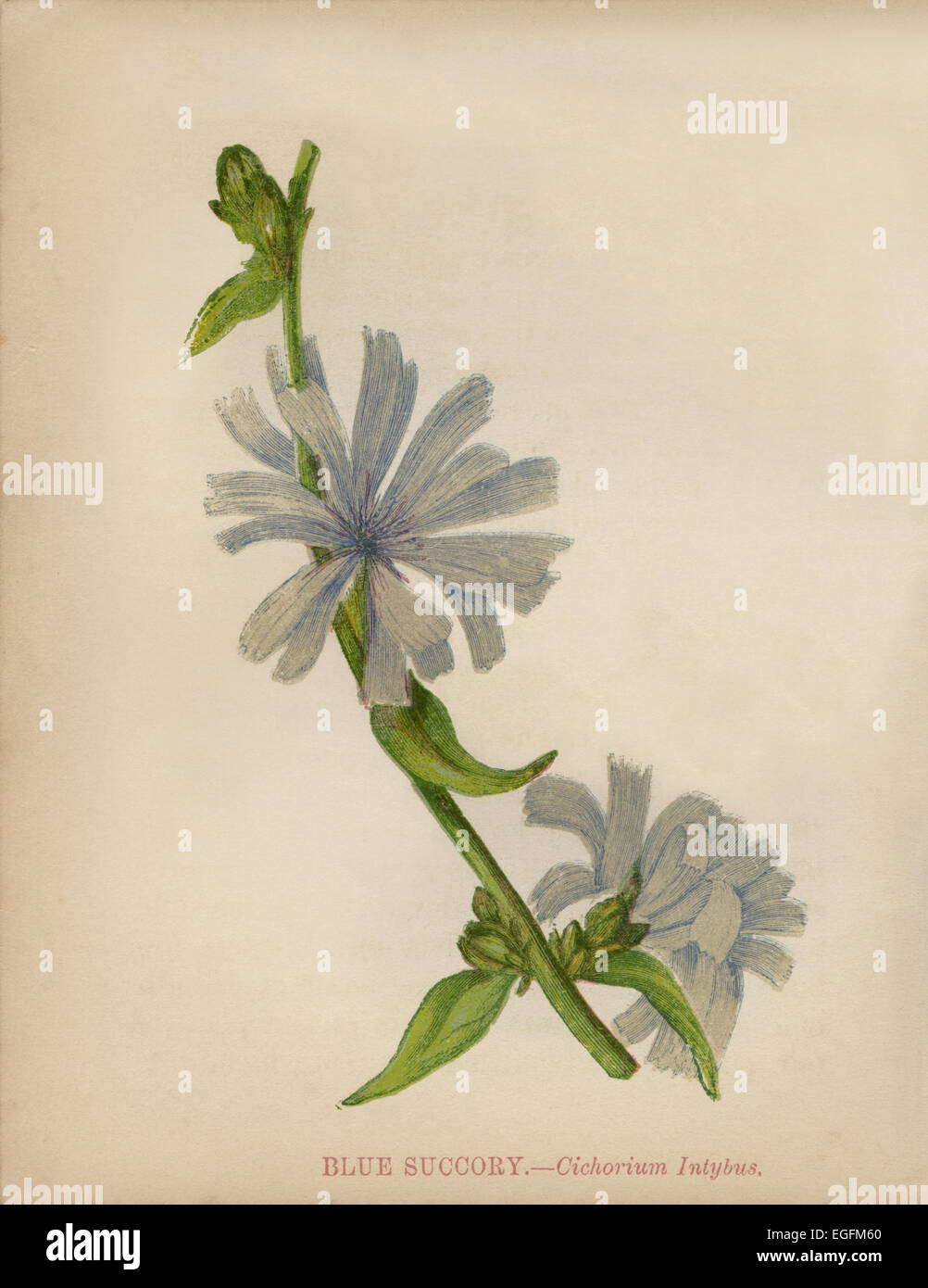 Succory Blue Succory (Cichorium intybus) chromolithograph Artist: Anne Pratt ...