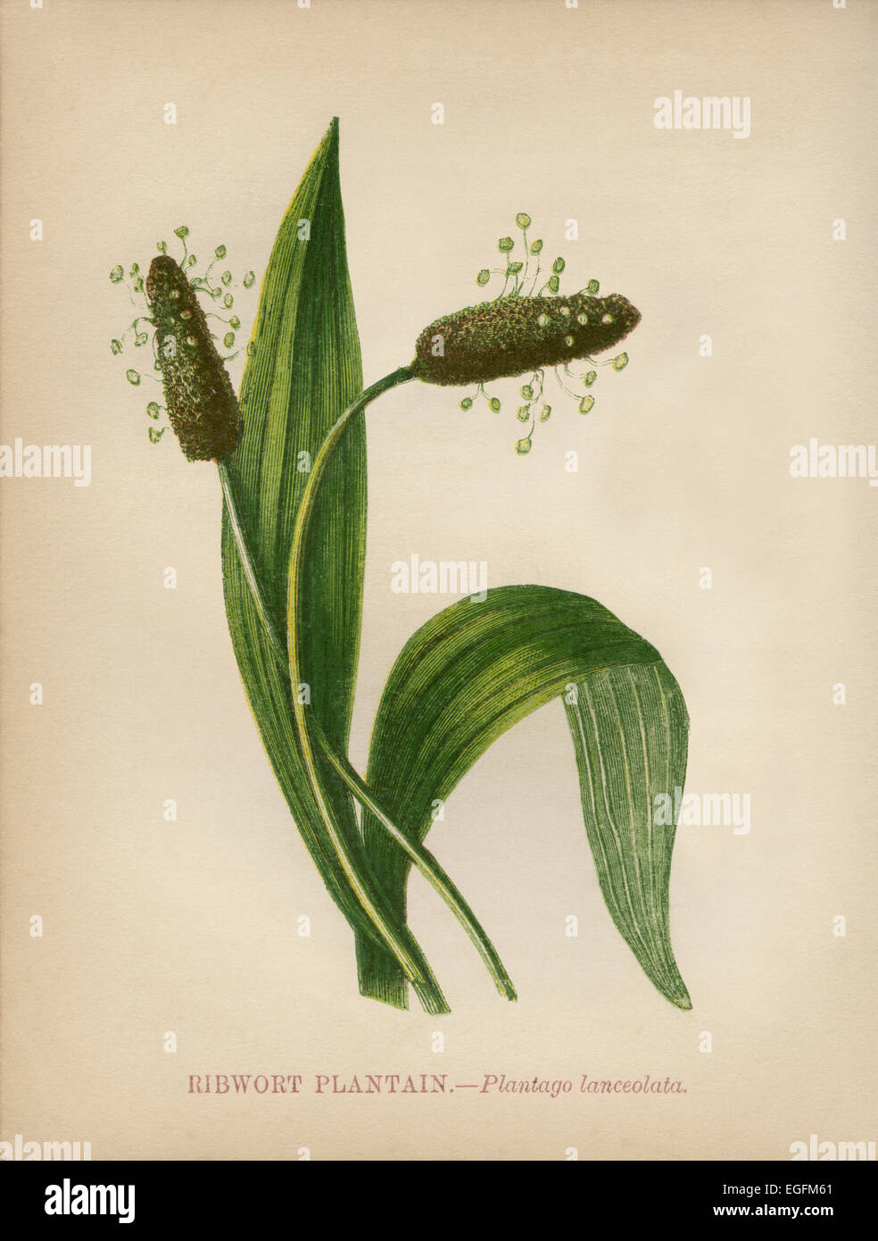 Ribwort Plantain (Plantago lanceolata) chromolithograph Artist: Anne Pratt “Wild Flowers”1852 Stock Photo