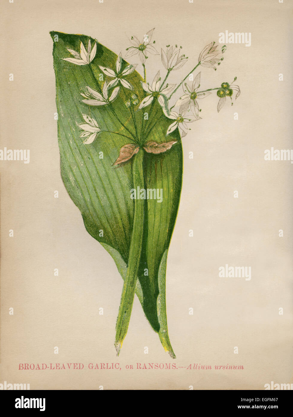 Broad-Leaved Garlic or Ransoms (Allium ursinum) chromolithograph Artist: Anne Pratt “Wild Flowers”1852 Stock Photo