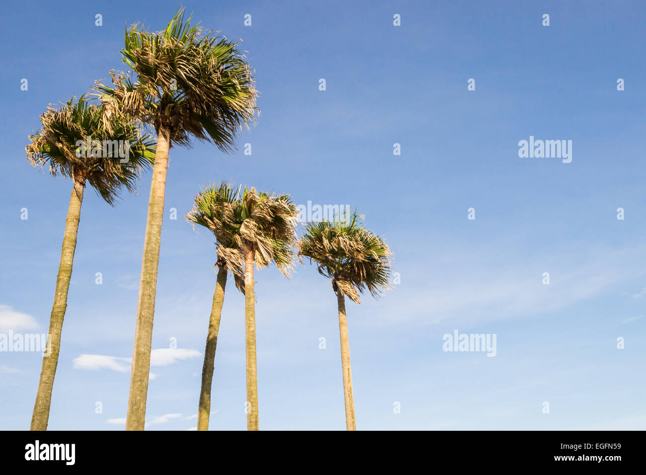 Coconut palm trees hi-res stock photography and images - Alamy