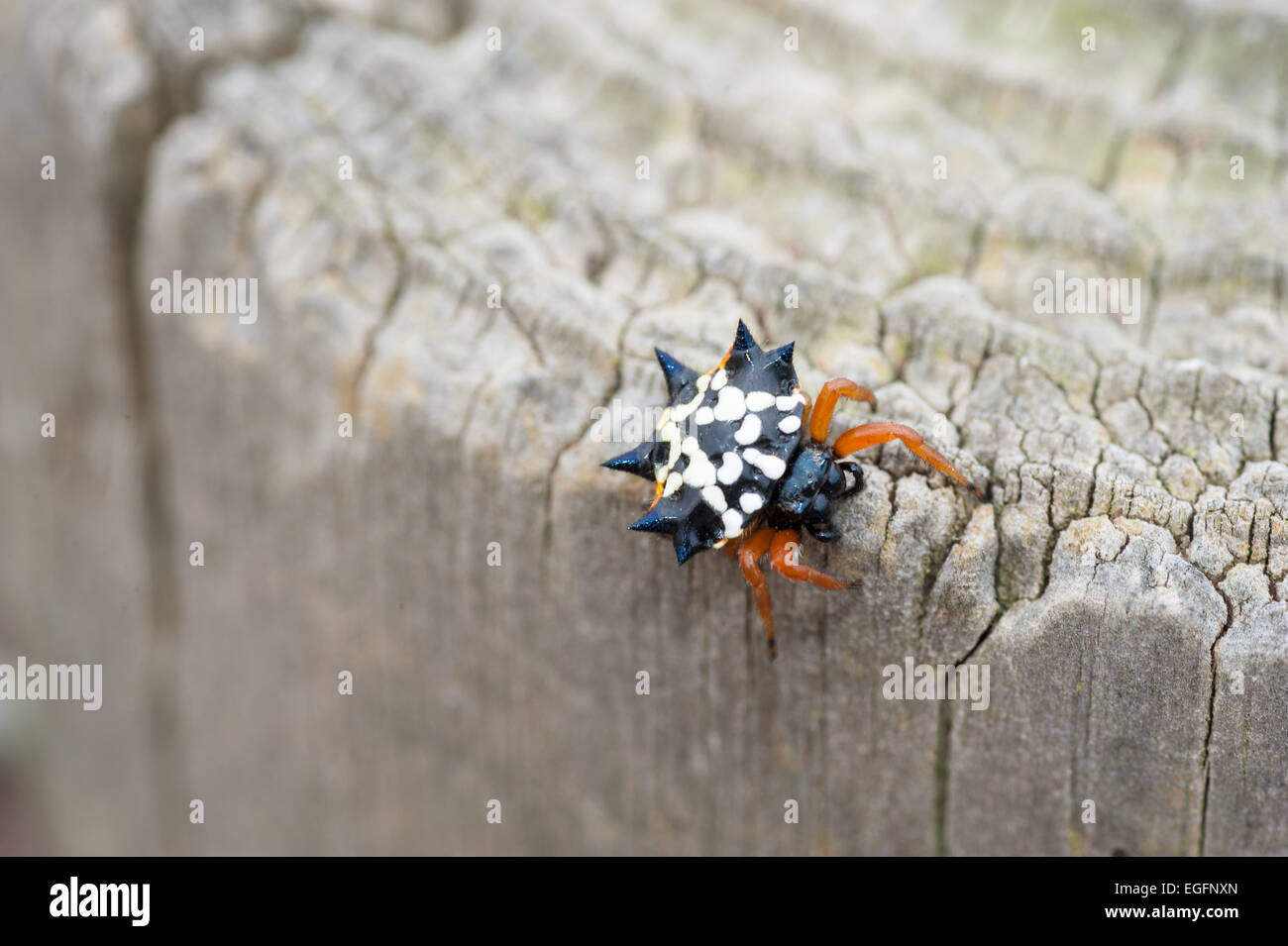 Jewel spider Austracantha minex, AKA Gasteracantha, Australia Stock Photo