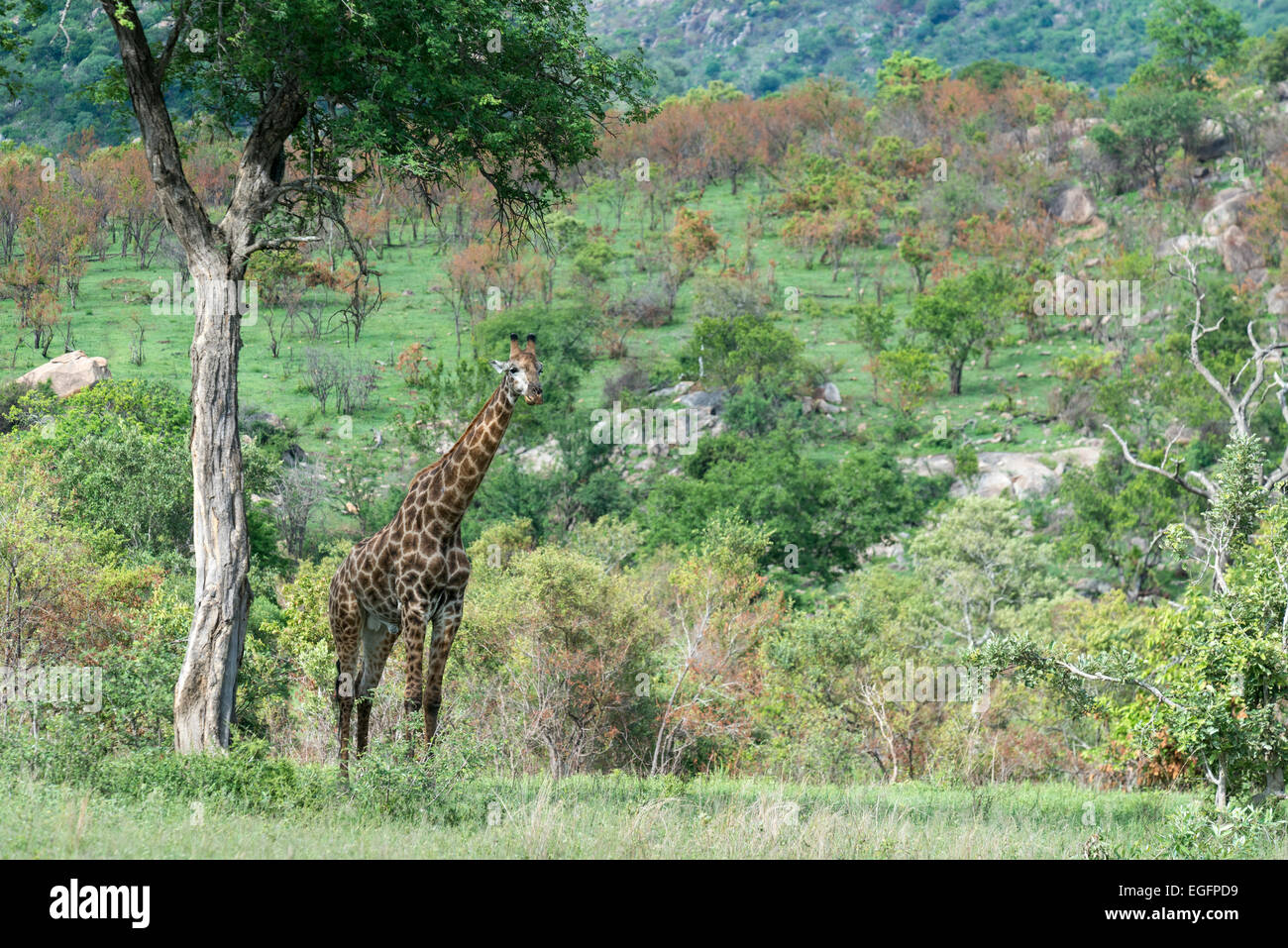 South African giraffe (Giraffa camelopardarlis giraffa) standing under a tree, Kruger National Park, South Africa Stock Photo
